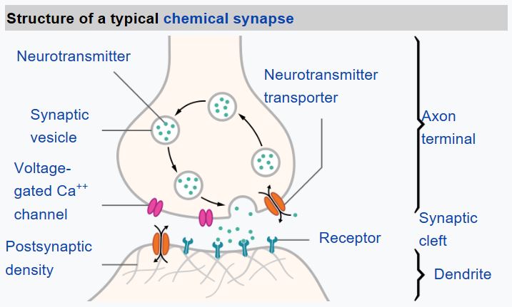 Real neuron